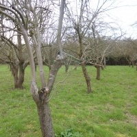 Secondary Pruning